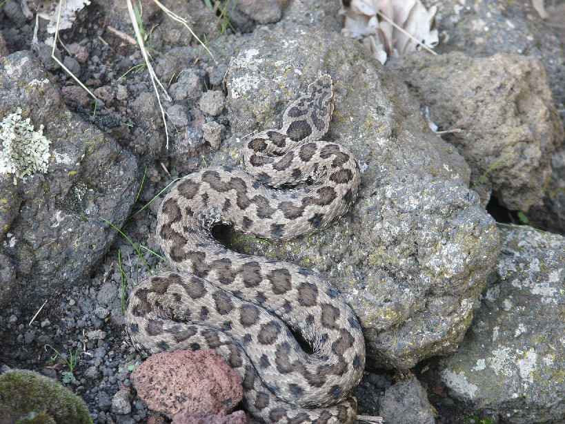 Alcune foto di vipere in natura